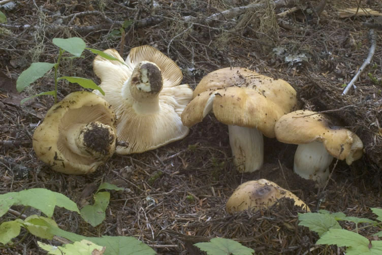 Russula laurocerasi